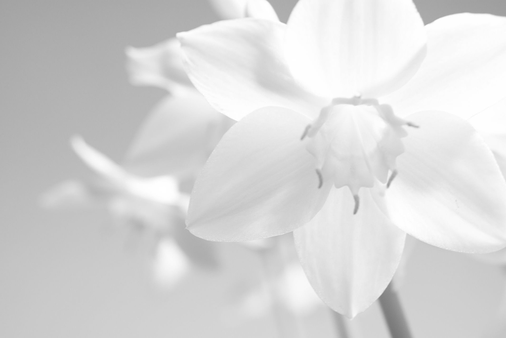 El simbolismo del color blanco en diferentes culturas