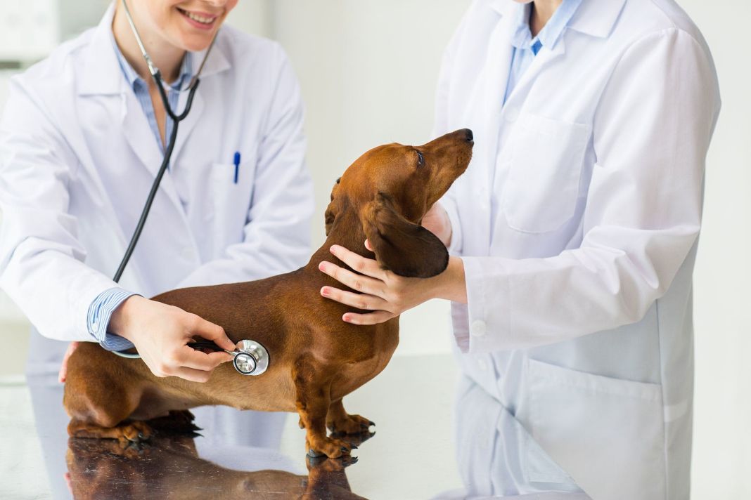 Parvovirosis canina: todo sobre sus causas y cómo prevenirla 2 Vida.es SÍNTOMAS Y COMPLICACIONES