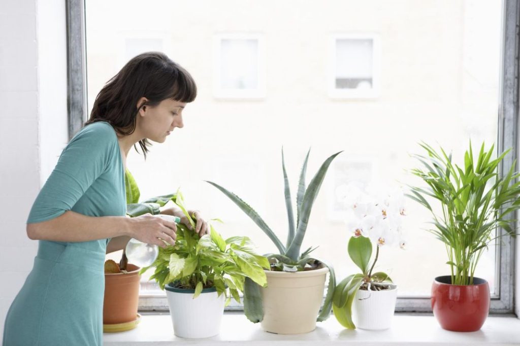 Evita colocar las plantas cerca de las fuentes de calor