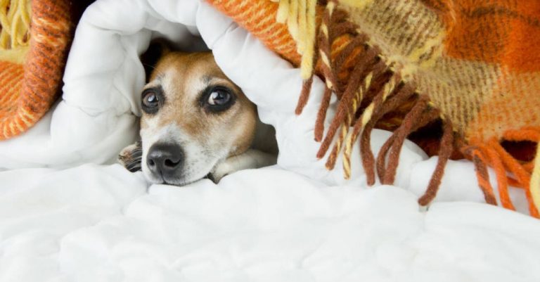 Fiestas sin estrés para tu perro: Descubre alternativas seguras y eficaces a los Sedantes