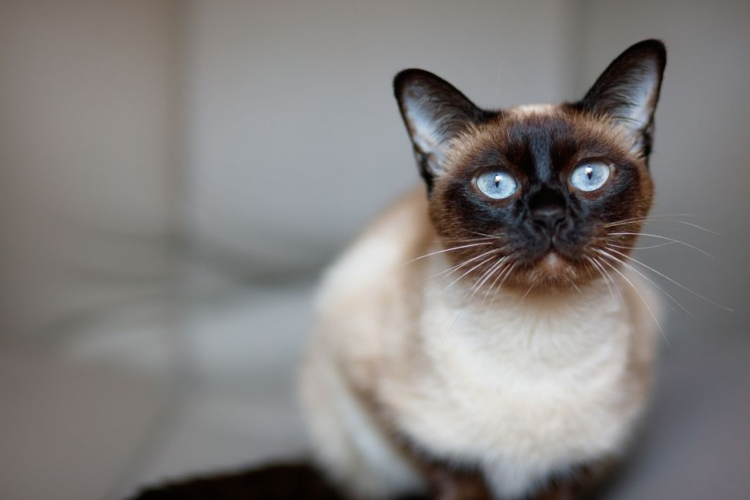 Riesgos del ibuprofeno en gatos: lo que todo dueño debe saber 2 Vida.es ALTERNATIVAS SEGURAS Y RECOMENDACIONES