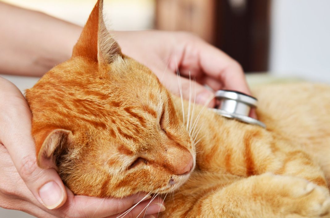 Diabetes en gatos: La batalla secreta por la salud que pocos conocen 3 Vida.es LA IMPORTANCIA DE LA EDUCACIÓN DEL DUEÑO