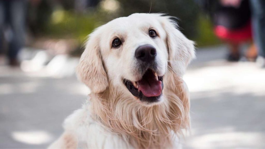 Los nombres de perro más populares del año 2023 1 Vida.es Importancia de elegir bien el nombre de los perros