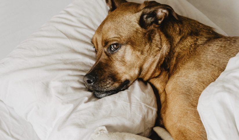 La importancia de la esterilización y la castración