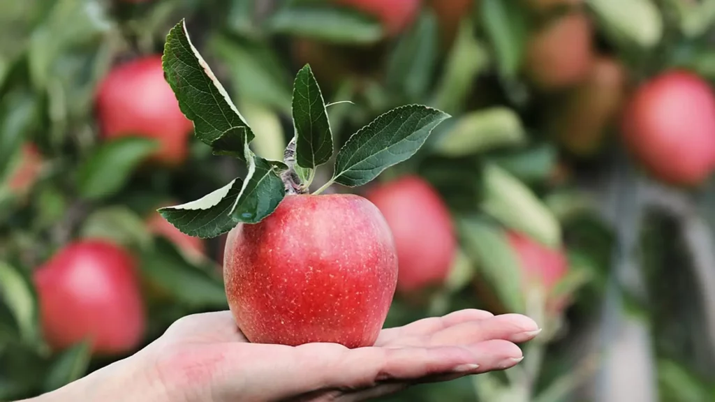 La piel de la manzana y sus nutrientes esenciales