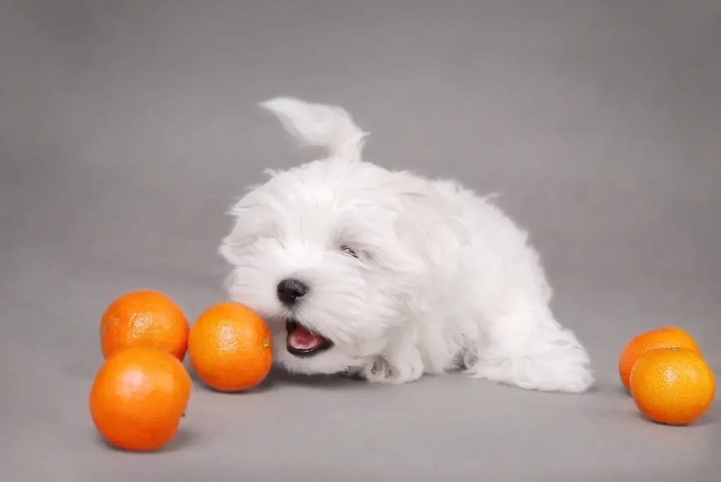 Por qué no debes darle nunca estas frutas a tu perro 5 Vida.es Las mandarinas y su riesgo de obstrucción