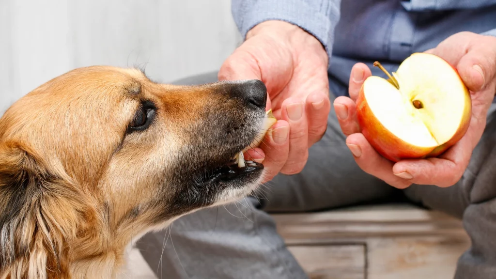 Por qué no debes darle nunca estas frutas a tu perro 3 Vida.es Las manzanas y sus semillas