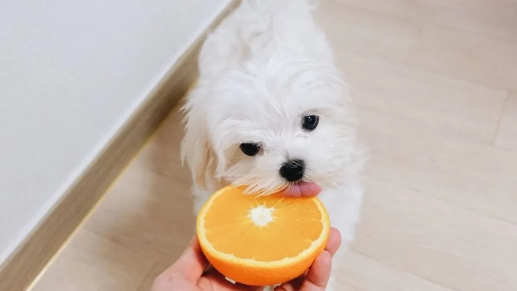 Las naranjas y su acidez