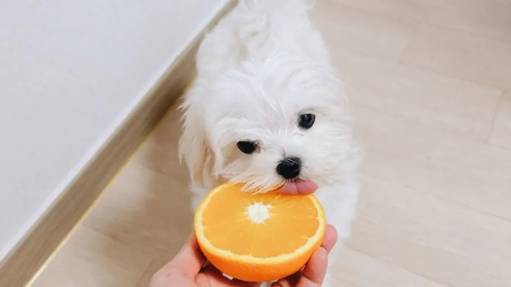 Por qué no debes darle nunca estas frutas a tu perro 4 Vida.es Las naranjas y su acidez