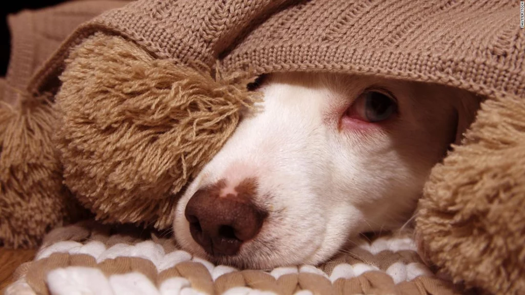 Mantén a tu perro dentro de casa