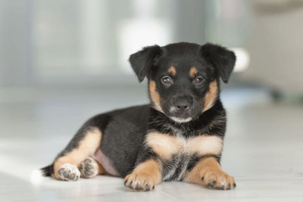 Los nombres de perro más populares del año 2023 3 Vida.es Nombres de celebridades y personajes famosos