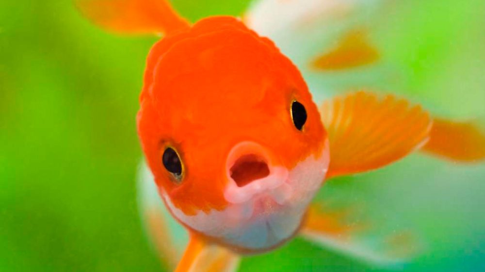 Peces 2 Vida.es