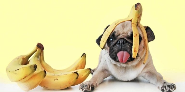 Por qué no debes darle nunca estas frutas a tu perro