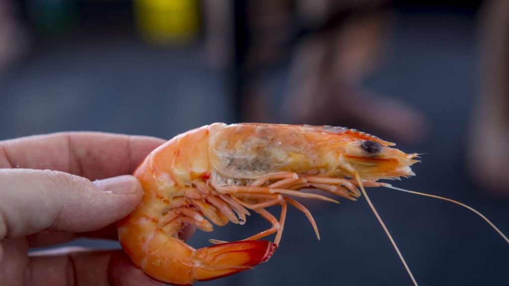 Nochevieja 2023: ¿es malo chupar las cabezas de las gambas y los langostinos? 3 Vida.es Preparación adecuada de los mariscos para minimizar los riesgos