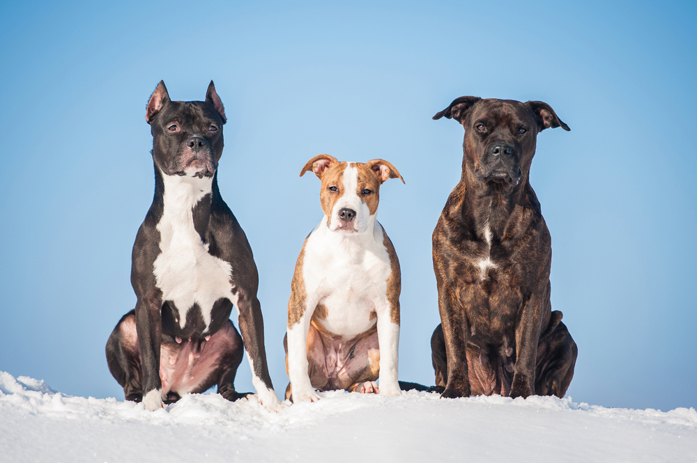 Recomendaciones adicionales para cuidar a tu perro