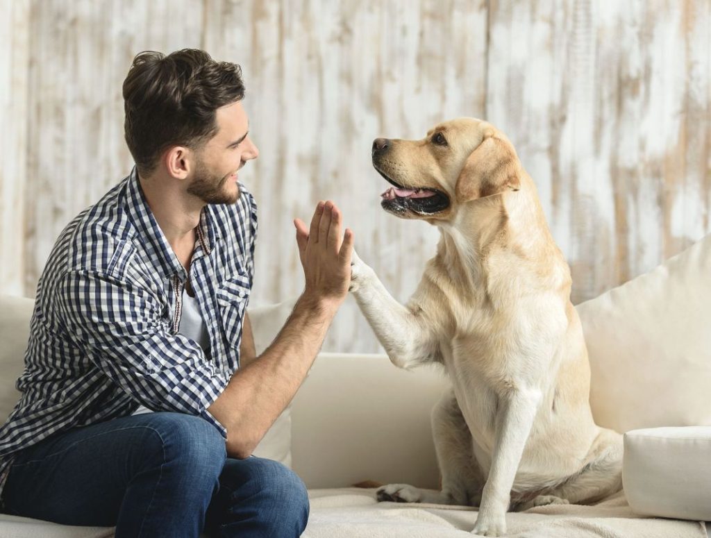 Señales que un perro recuerda a su dueño