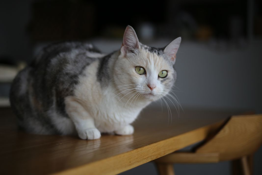Riesgos del ibuprofeno en gatos: lo que todo dueño debe saber 3 Vida.es DIAGNÓSTICO Y TRATAMIENTO DE LA INTOXICACIÓN