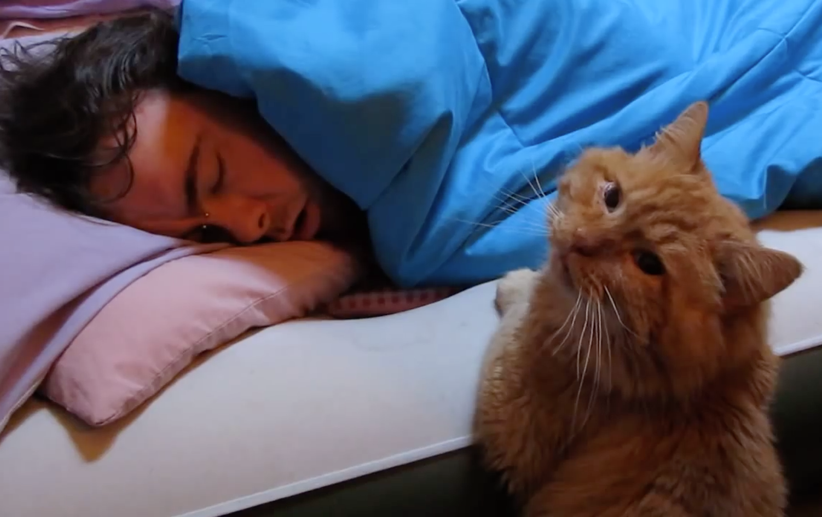 Gatos: porque te miran cuando duermes 1 Vida.es EL COMPORTAMIENTO NOCTURNO DE LOS GATOS