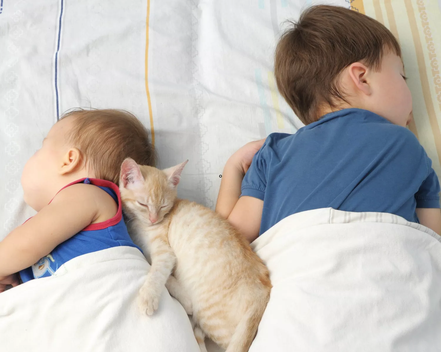Gatos: porque te miran cuando duermes 3 Vida.es UN ENIGMA QUE MUESTRA EL VÍNCULO ESPECIAL CON LOS GATOS