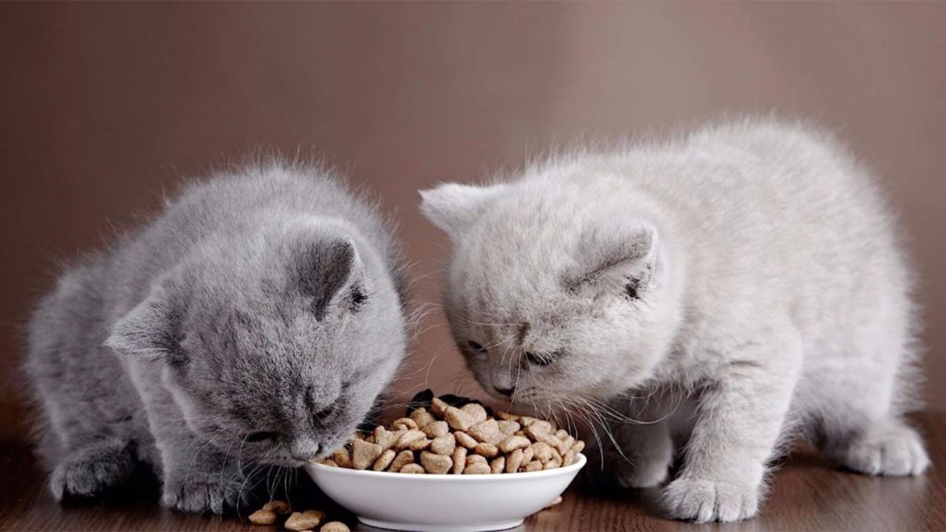 Diabetes en gatos: La batalla secreta por la salud que pocos conocen 4 Vida.es LA PROMETEDORA INVESTIGACIÓN EN CURSO