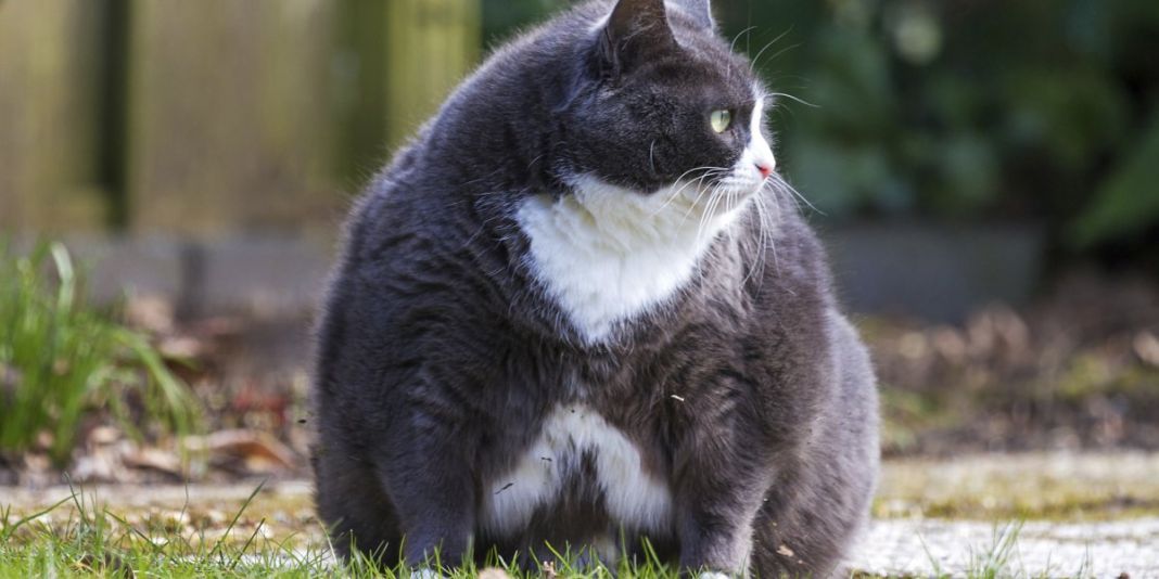 Diabetes en gatos: La batalla secreta por la salud que pocos conocen 2 Vida.es EL DIAGNÓSTICO Y LA IMPORTANCIA DEL TRATAMIENTO TEMPRANO