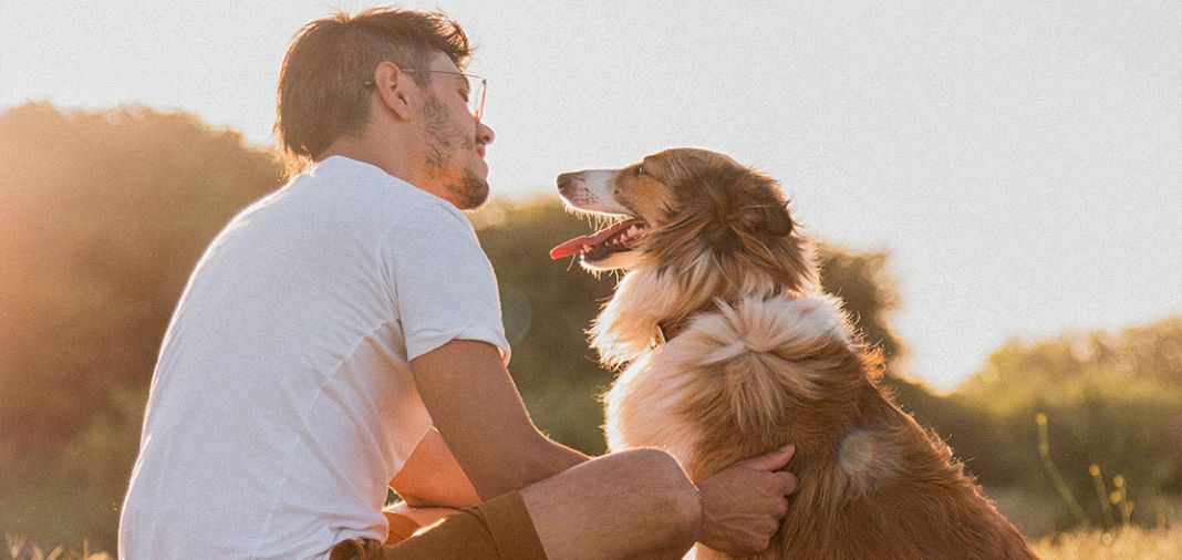 Secretos de salud de tu perro: cómo detectar enfermedades antes que nadie 2 Vida.es AVANCES EN DIAGNÓSTICO VETERINARIO