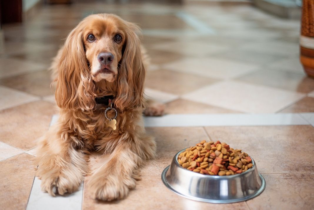Secretos de salud de tu perro: cómo detectar enfermedades antes que nadie 1 Vida.es PREVENCIÓN A TRAVÉS DE LA NUTRICIÓN