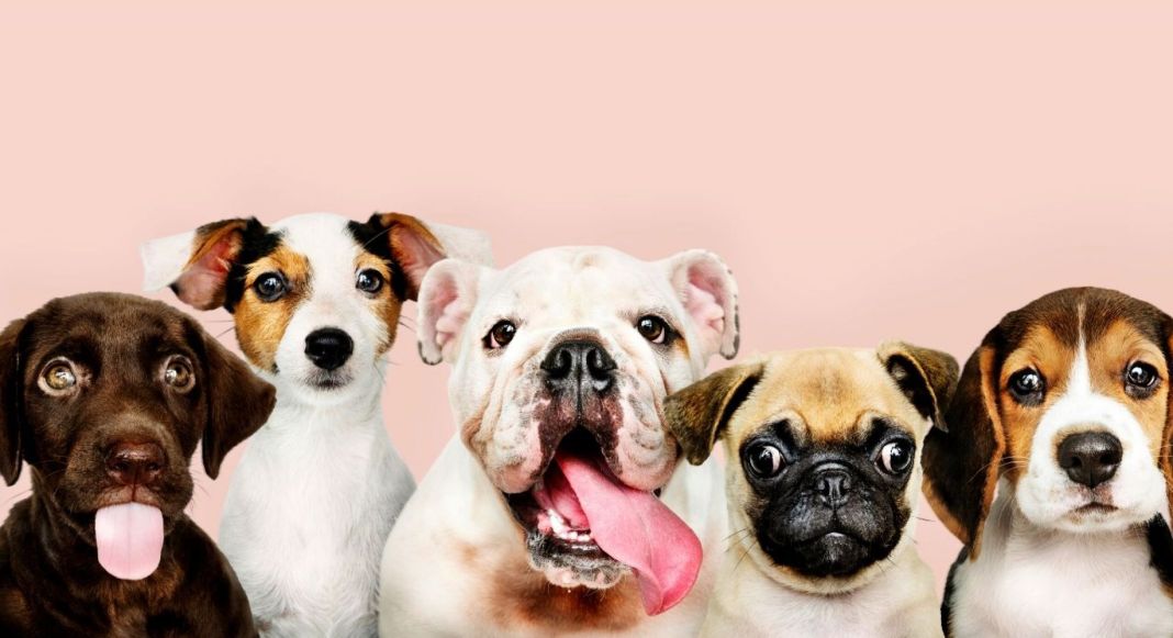 CAUSAS DE LA PÉRDIDA DE PELO EN PERROS
