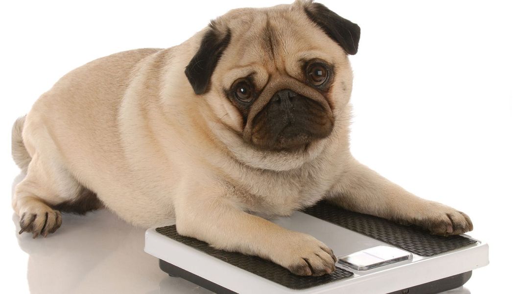 Secretos de salud de tu perro: cómo detectar enfermedades antes que nadie 3 Vida.es EL IMPACTO DE LAS REDES SOCIALES Y LAS COMUNIDADES EN LÍNEA