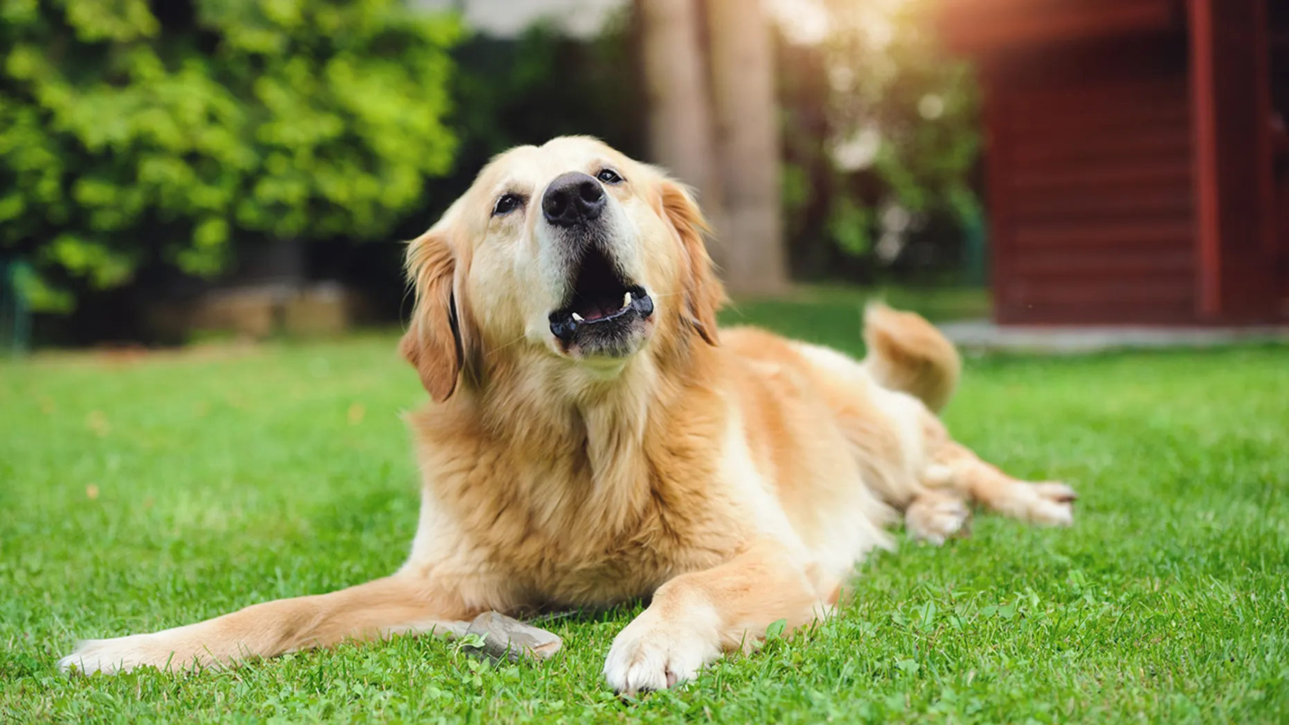 Prevención de la pérdida de pelo en perros