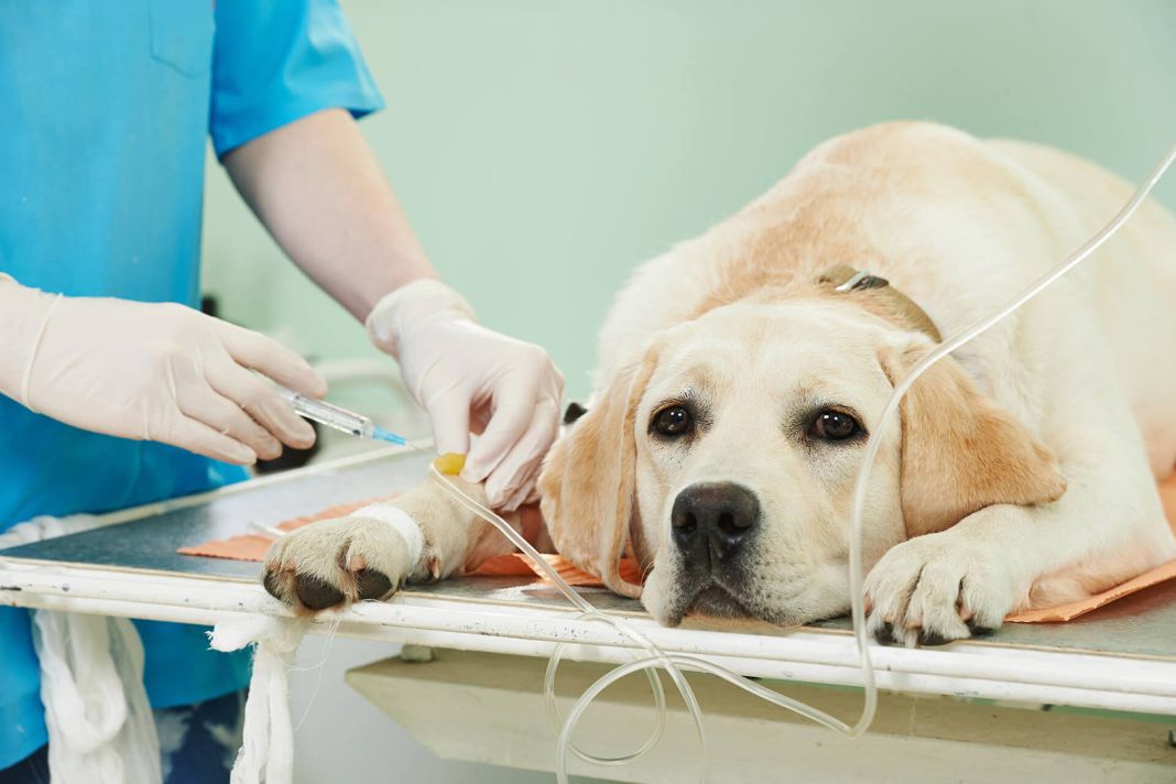 Parvovirosis canina: todo sobre sus causas y cómo prevenirla 4 Vida.es RIESGOS PARA LAS MASCOTAS SIN VACUNAR