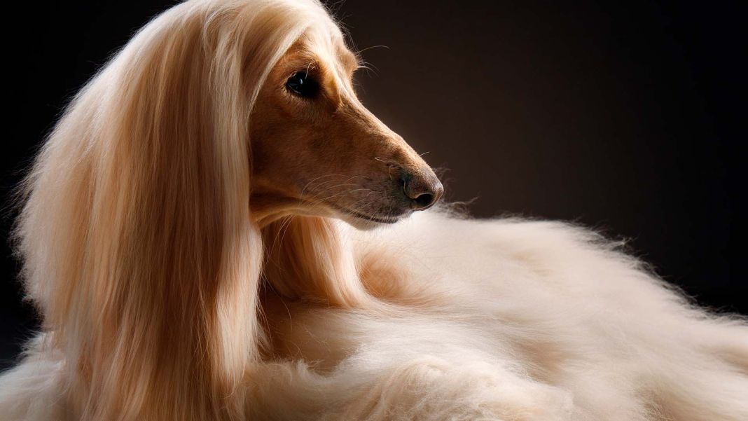 10 consejos para un baño óptimo de tu perro 3 Vida.es CONSIDERACIONES ESPECIALES