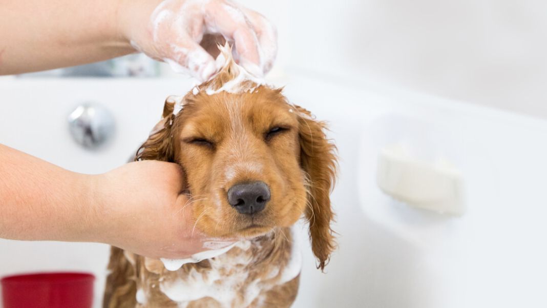 10 consejos para un baño óptimo de tu perro 2 Vida.es TEMPERATURA DEL AGUA Y TÉCNICA DE BAÑO