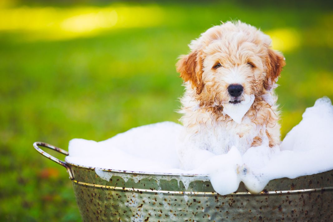 10 consejos para un baño óptimo de tu perro 1 Vida.es FRECUENCIA DEL BAÑO