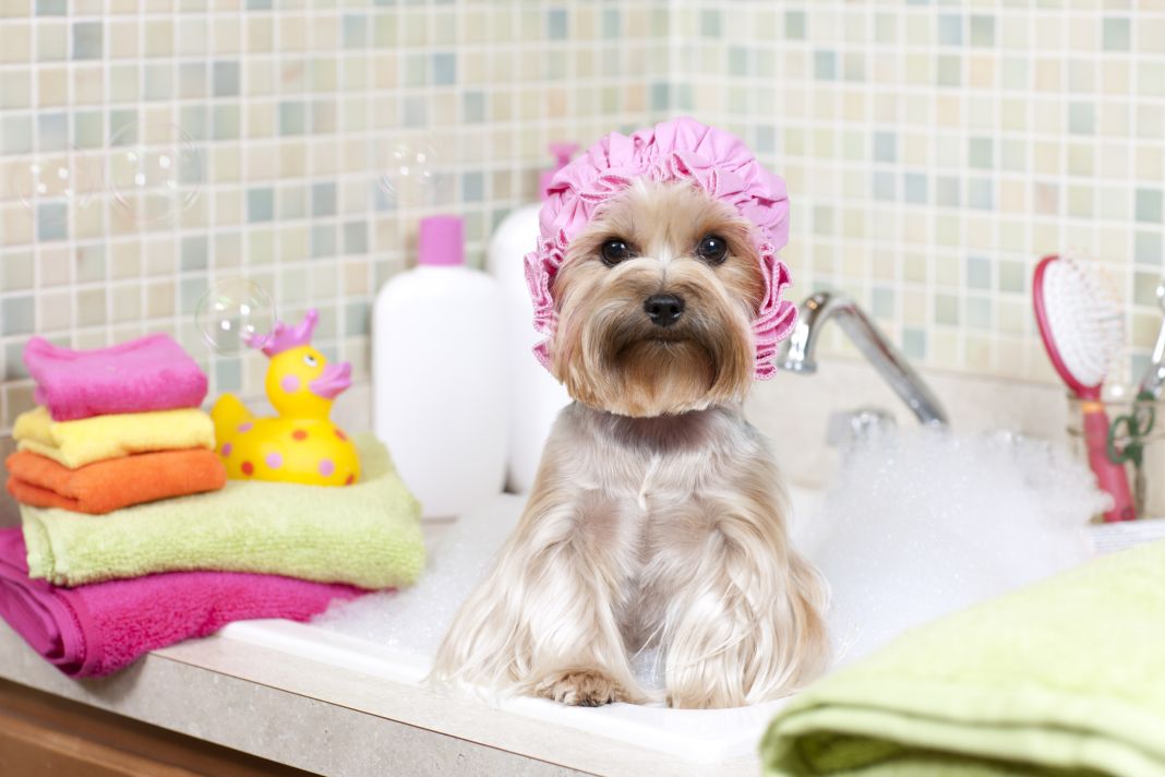 10 consejos para un baño óptimo de tu perro 5 Vida.es EL ENTORNO DE BAÑO IDEAL