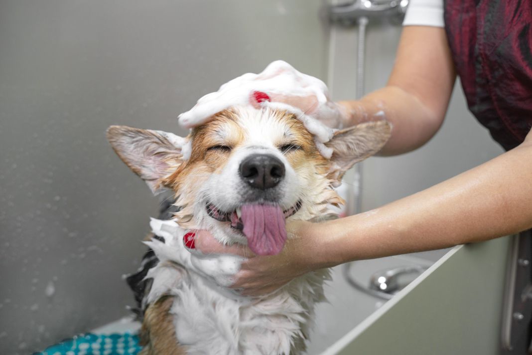 10 consejos para un baño óptimo de tu perro 4 Vida.es EL USO DE PRODUCTOS ADICIONALES