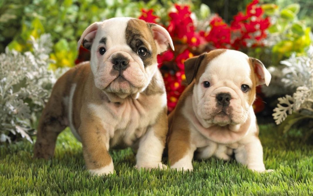 Alimentación ideal para cachorros: Tu guía completa para nutrir a tu mascota 2 Vida.es CONSEJOS PARA UNA TRANSICIÓN EXITOSA Y SEGUIMIENTO VETERINARIO