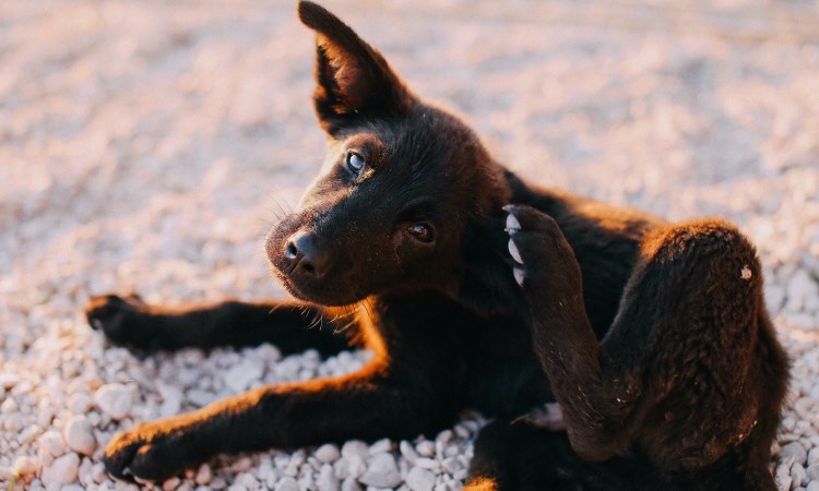 Las alergias más habituales que pueden afectar a tu perro 4 Vida.es Alergia a las picaduras de insectos