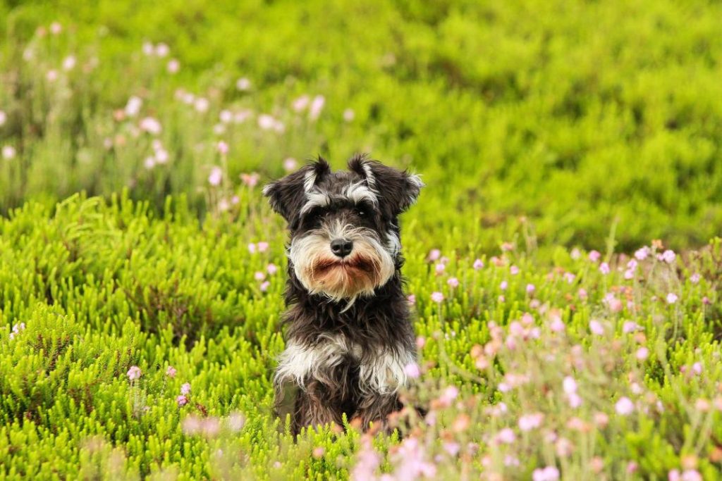 Las alergias más habituales que pueden afectar a tu perro 3 Vida.es Alergia al polen