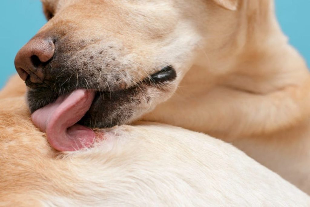 Las alergias más habituales que pueden afectar a tu perro 2 Vida.es Alergia ambiental