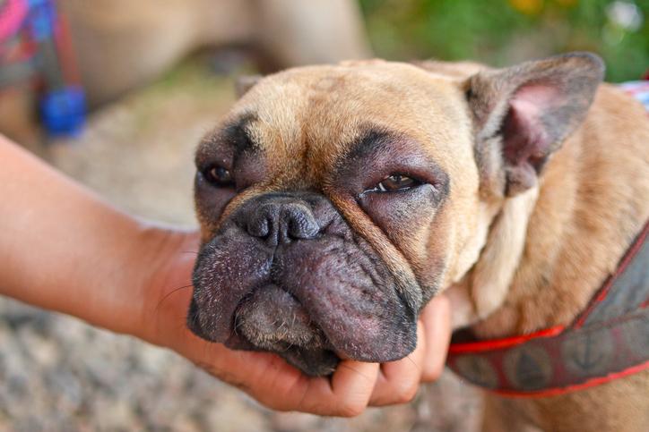 Las alergias más habituales que pueden afectar a tu perro 1 Vida.es Alergias alimentarias