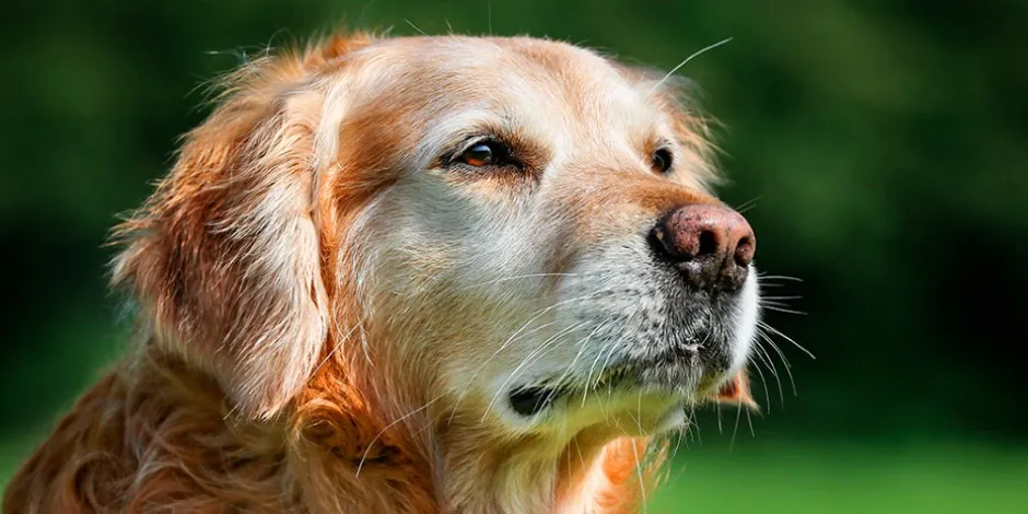 Cambios nutricionales en perros mayores