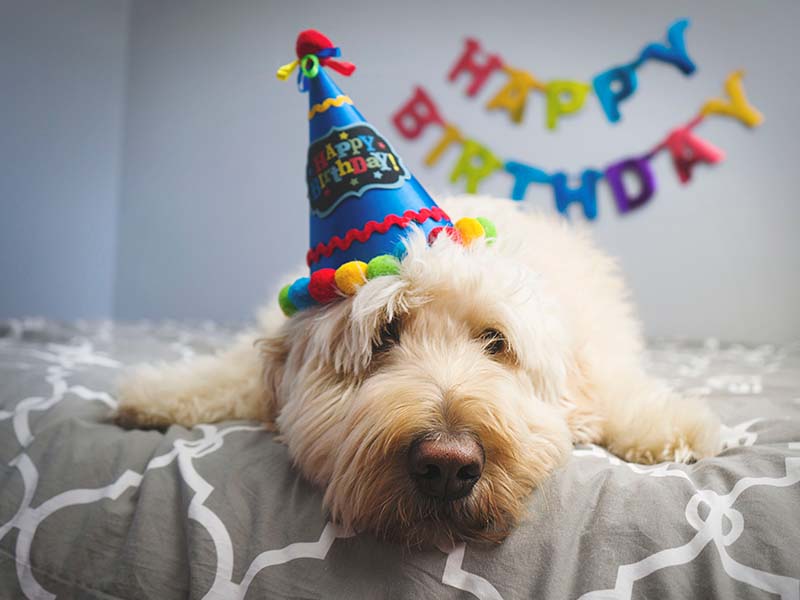 Celebrando la vida de tu perro en todas las etapas