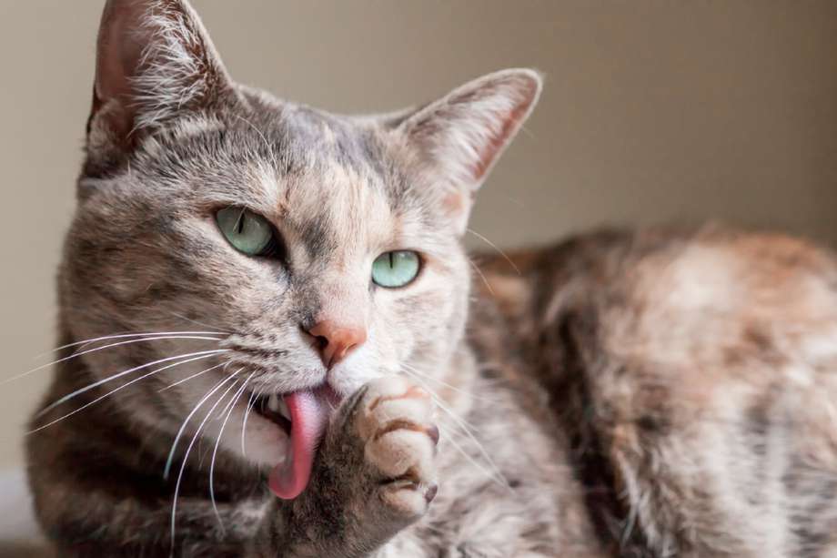 Señales que tu gato está envejeciendo y cómo ayudarlo 2 Vida.es Cuántos años pueden vivir los gatos