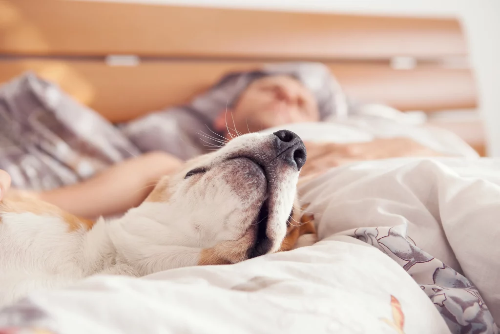 El vínculo emocional entre humanos y mascotas