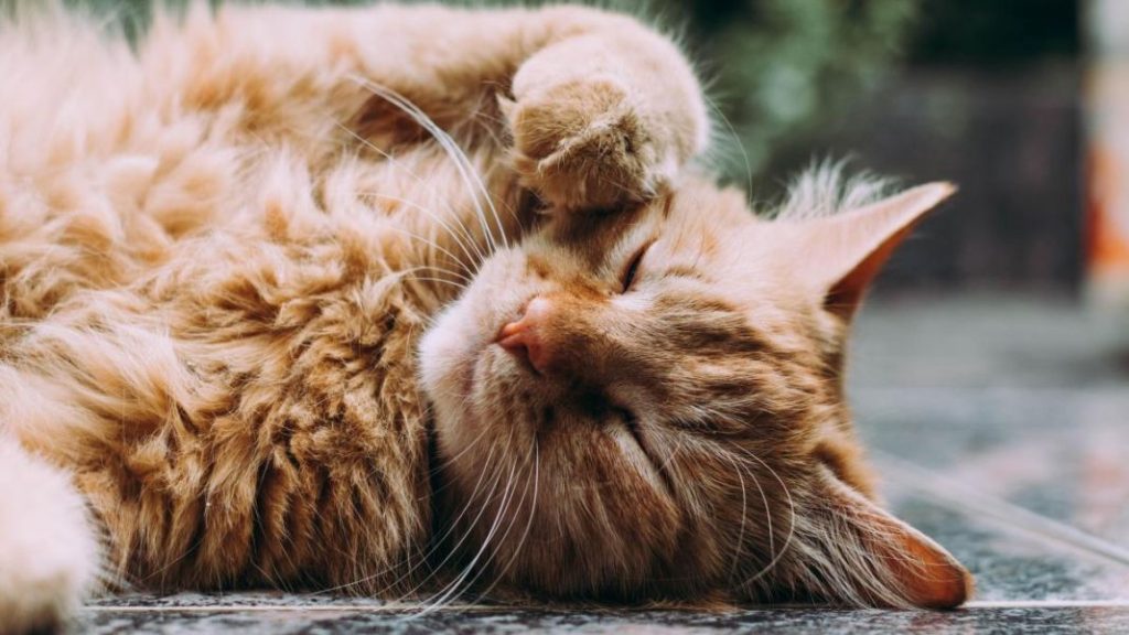 Es posible que los gatos se acostumbren a temperaturas frías