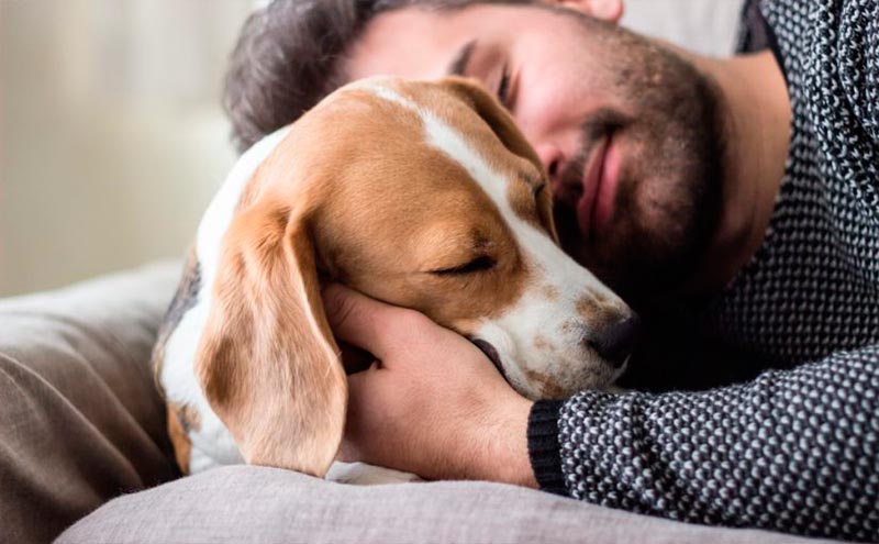Factores a considerar según el tipo de mascota