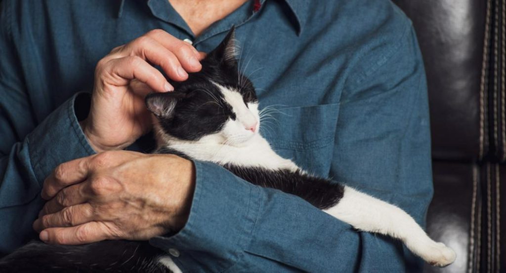 Señales que tu gato está envejeciendo y cómo ayudarlo 1 Vida.es Gatos viejos