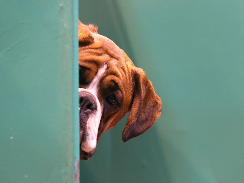 La relación entre la edad canina y humana