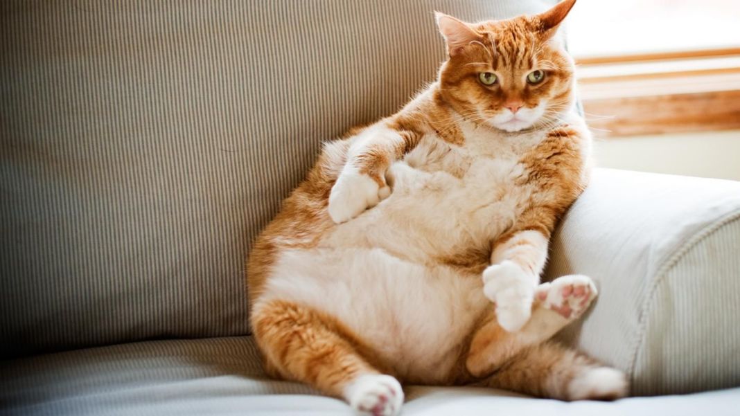 Obesidad en gatos: del sobrepeso al miau-fitness, como controlar la obesidad en tu felino 2 Vida.es ACTIVIDAD FÍSICA: DEL SILLÓN AL JUEGO